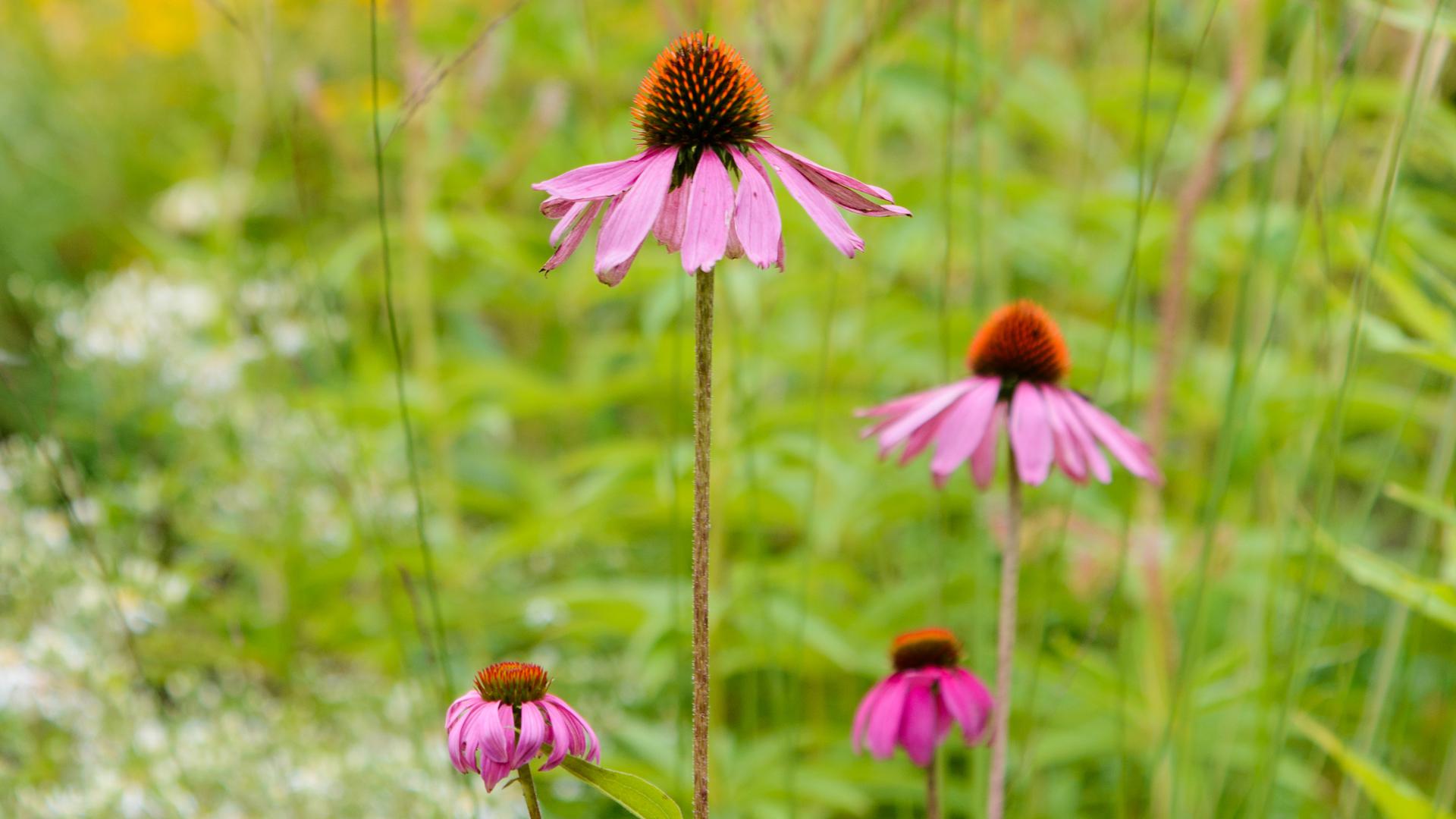 blommor