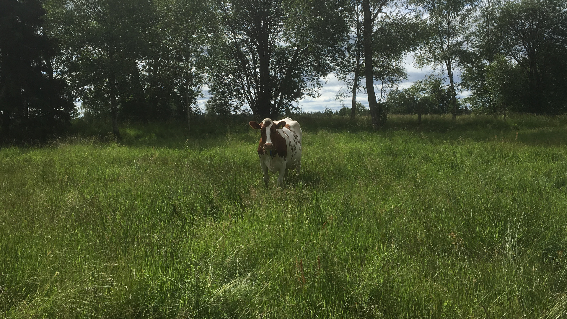 En ko på en äng i Norra Ljunga längsmed Sävsjö Häradsväg